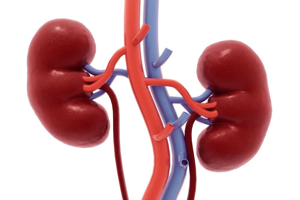 What is Kidney Disease