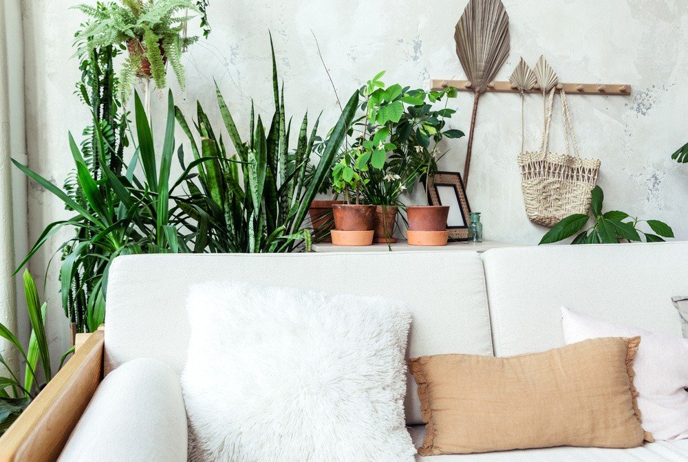 A white couch with assorted pillows is in front of a plant-filled background, featuring potted plants on a shelf and hanging wall decor, creating a relaxing home environment.