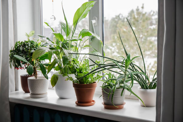 Several potted houseplants are arranged on a white windowsill, with a snowy landscape visible outside the window, creating a serene scene filled with relaxing houseplants to help you relax.