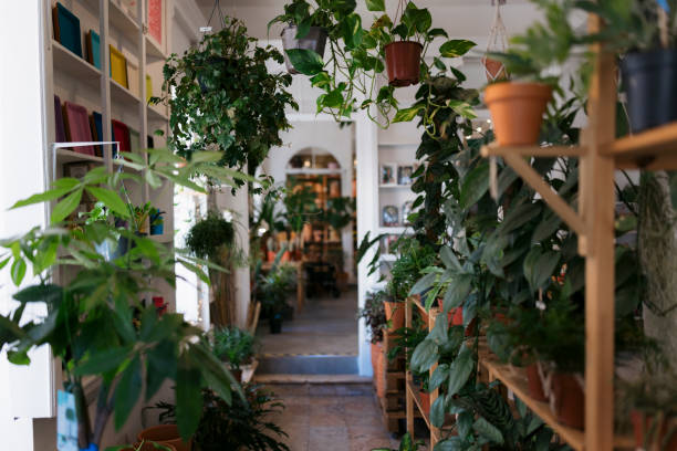 Houseplants That Actually Help You Relax 2 Indoor shop interior filled with houseplants in pots and hanging baskets, lining a narrow walkway to the back of the store—creating a tranquil space designed to help you relax.
