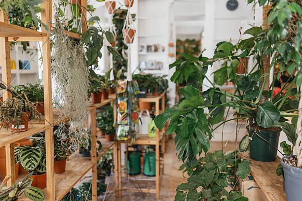 Houseplants That Actually Help You Relax 5 Indoor room filled with relaxing houseplants arranged on wooden shelves and tables, with gardening tools and supplies in the background to help you relax.